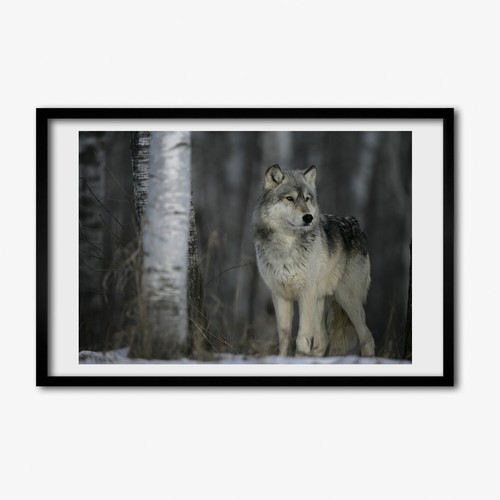 Tulup photo 60x40cm cadre - photo,