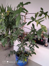 Deux pieds entrelacés: 1