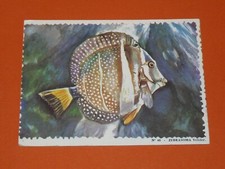 1963 CHROMO COOKIES REINETTE OCEANOGRAPHIC ALBUM #40 ZEBRASOMA