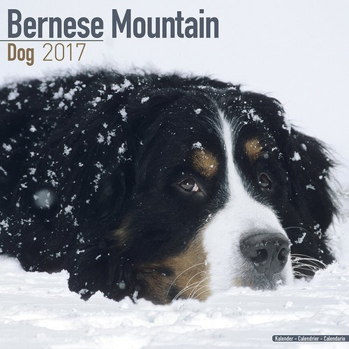 Calendrier 2017 bouvier - calendrier,