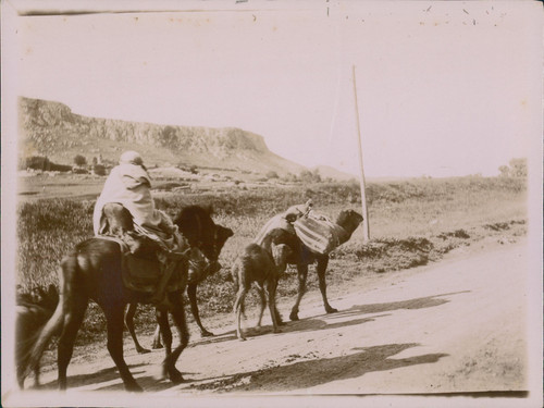 Algérie djemila caravane - algérie,, djemila,