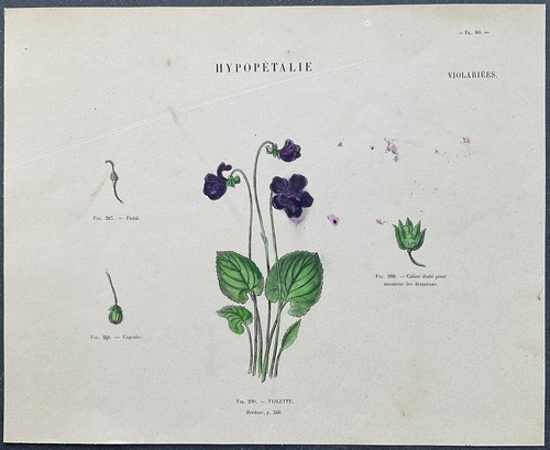 Herbier violette gravure - herbier,