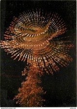 Animals - Fish - Marine Fairy - Spirograph (Spirographis spalanzani)