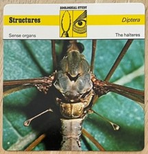 THE HALTERES, 1977 EDITIONS