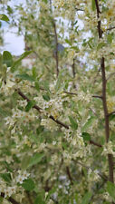 Elaeagnus umbellata (De bouture) / Chalef d'automne / Goumi du Japon / Conten...