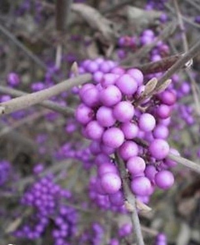 Callicarpe de bodinier - callicarpe,