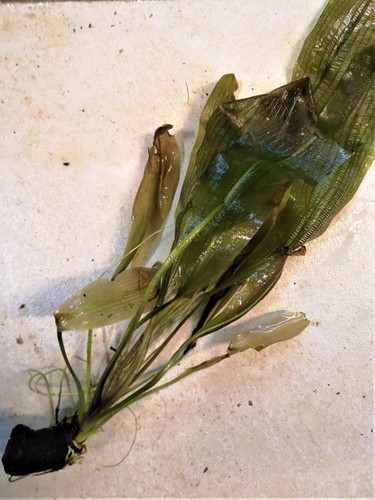 Aponogeton madagascariensis - aponogeton,
