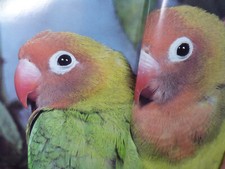 INTRODUCTION AUX INSEPARABLES