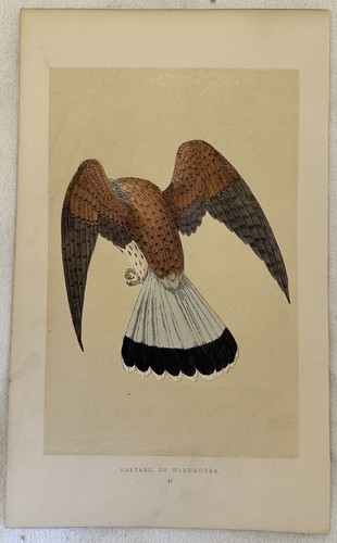 Morris kestrel windhover - morris,