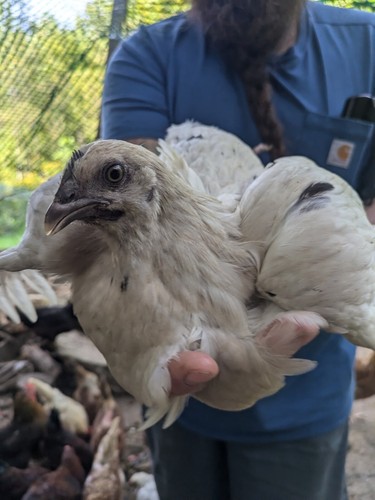 Zombie chicken hatching - 12,