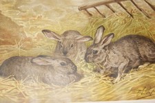 LAPINS GEANTS DES FLANDRES