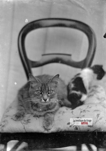 Portrait chat tigré - chat,