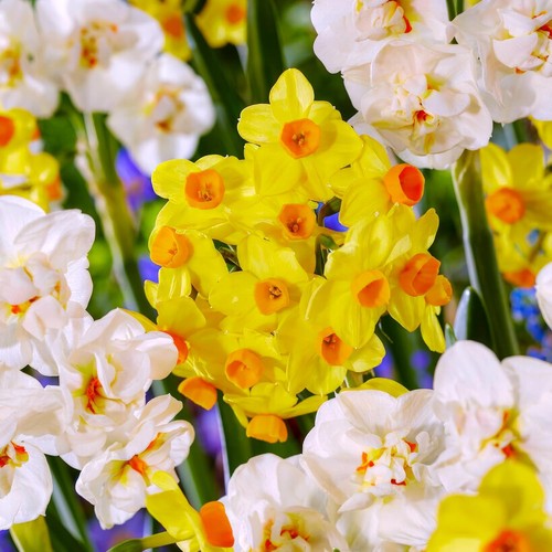 Bulbes jonquilles rustique - jonquilles,