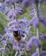 ♫ SAUGE d'Afghanistan 'Blue