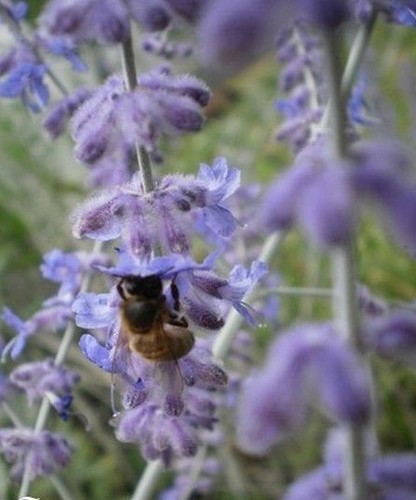 Sauge afghanistan blue - d'afghanistan, 'blue