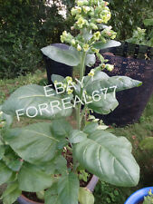 Ceremonial Indian TOBACCO 3000+ seeds  NICOTIANA RUSTICA Mapacho Aztec Makhorka