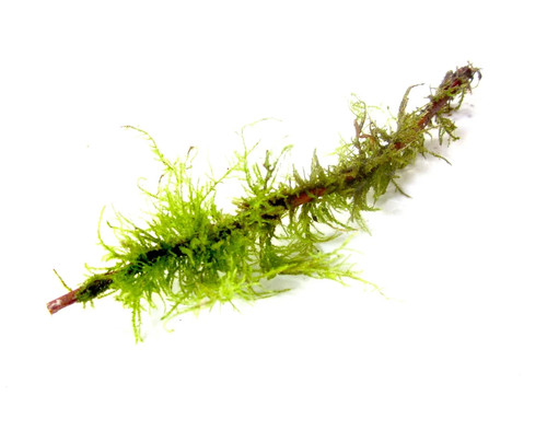 Live moss twig - live,