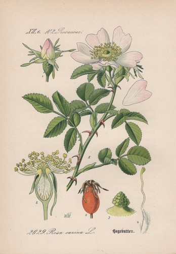 églantier rosa canina - Églantier,