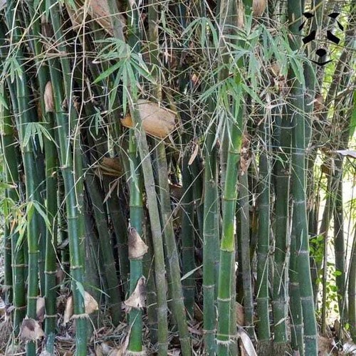Graines bambusa lapidea - bambusa,