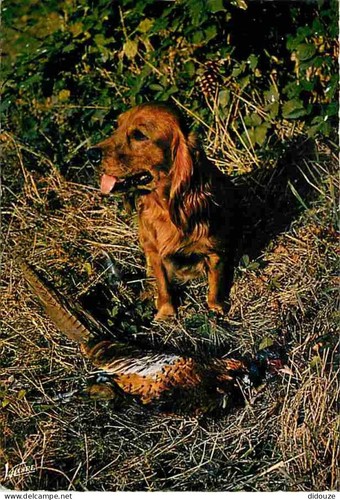 Carte postale animaux - postale,