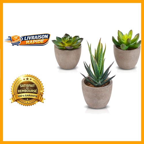 Lot plantes succulentes - lot,
