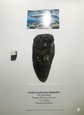 Dent fossile de Megalodon