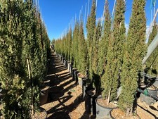 Sunny Tree - Totem de cyprès