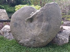 Géante Taramelliceras Oxfordien Vienne 39cm Vgp010