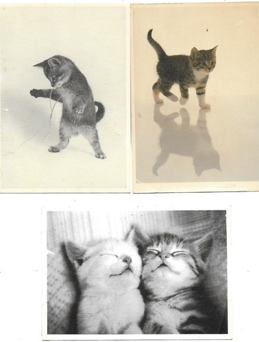 Carte postale animaux - carte,