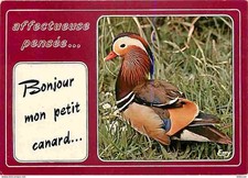 Carte Postale - Animaux -