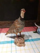 PERDRIX ROUGE naturalisée