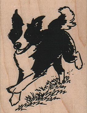 Border collie running - border,
