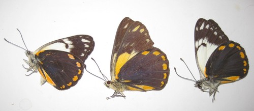 Pieridae belenois java - java, a1/a1-