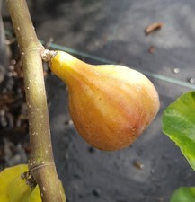 Ficus carica 'Terza' / Figuier 'Quinta' / Conteneur de 1 à 1.9 litres / Fruitier