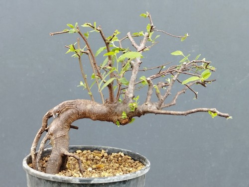Bonsaï orme champêtre - , x
