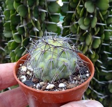 TEPHROCACTUS GEOMETRICUS VARIEGATA   cactus copiapoa kakteen ortegocactus cacti1