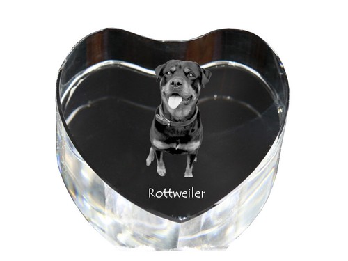 Rottweiler image de chien - rottweiler,