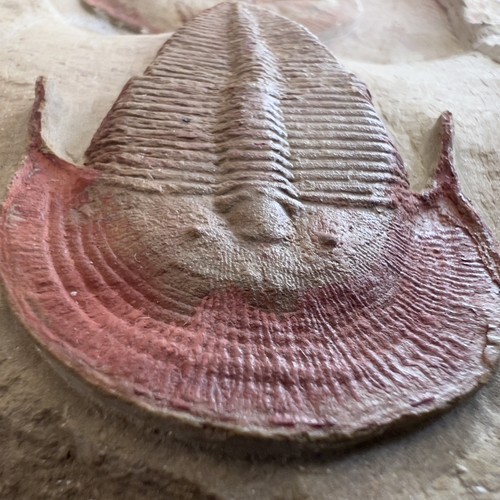 Rare trilobite harpide - , +