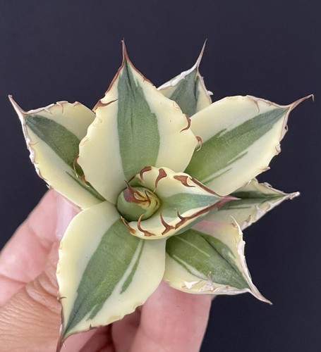 Agave titanota snaggletooth - agave, "snaggletooth"