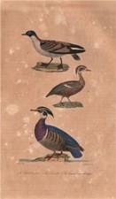 BIRDS. Cape Petrel; Teal; American Wood Duck. Sarcelle. Canard. BUFFON 1837