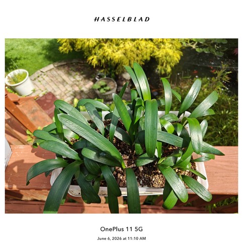 Clivia seedlings 3 leaves - seedlings, (3