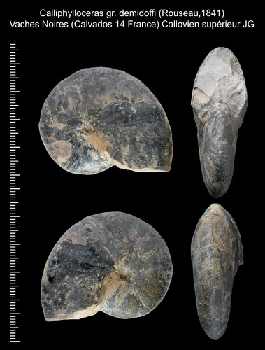 Rare belle ammonite - rare,