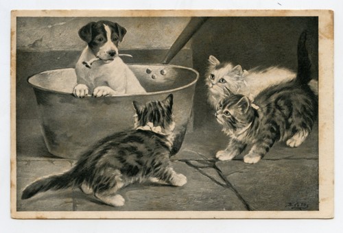 Chats chatons chien cats - ., .