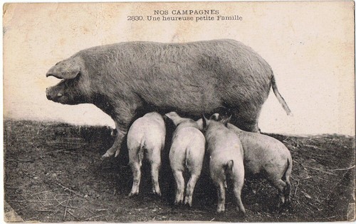Vie aux champs campagne - vie,