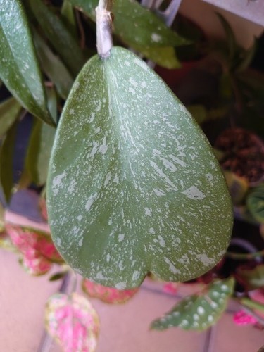 Hoya kerri splah - hoya,