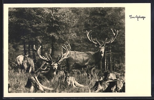 Trois vieux cerfs avec des