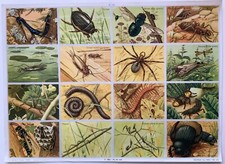 pedagogy board no. 110 school insects spider Arnaud publisher 1958 VGC