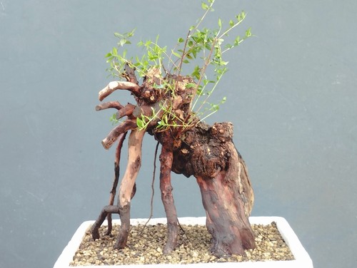 Bonsaï myrte sauvage 20 - bonsaï, x