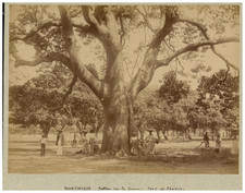 Fabre, Martinique, Fort-de-France, Hourglass on the Savane Vintage Albumen Print