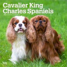 Cavalier King Charles Spaniels | 2026 12x24" Square Wall Calendar | Plastic-Free
